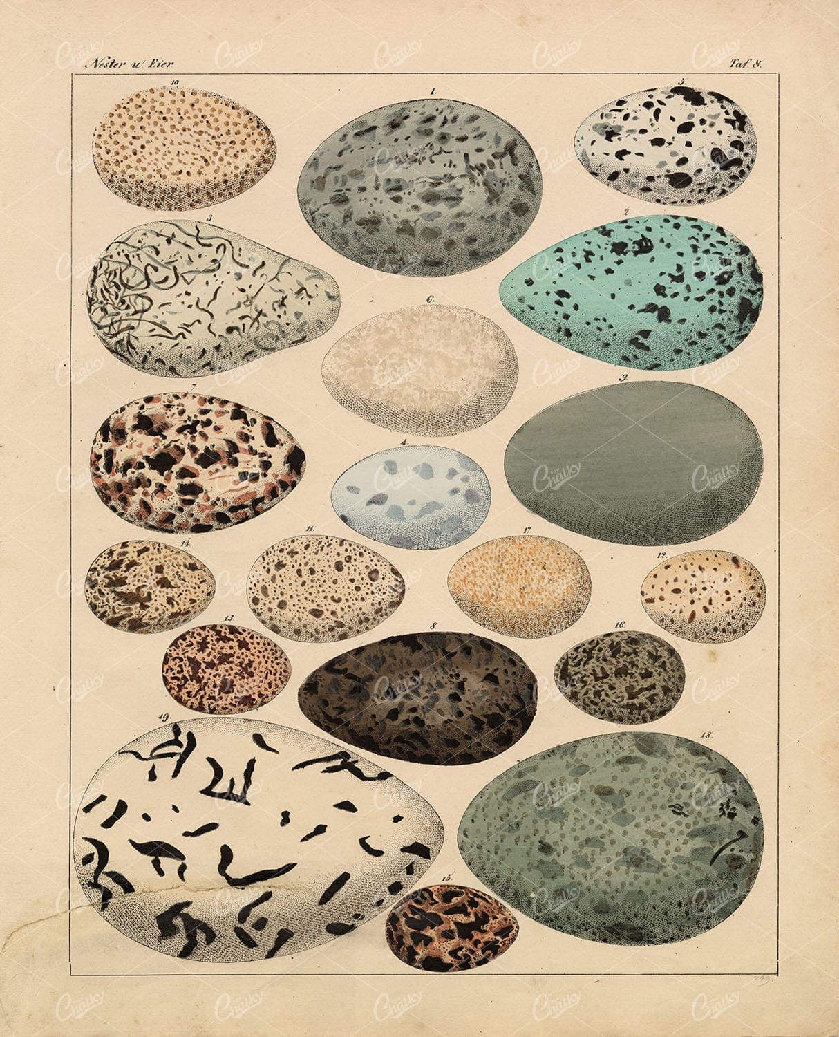 Eggs - Variety Of Bird Eggs - Oken's Naturgeschichte Illustration