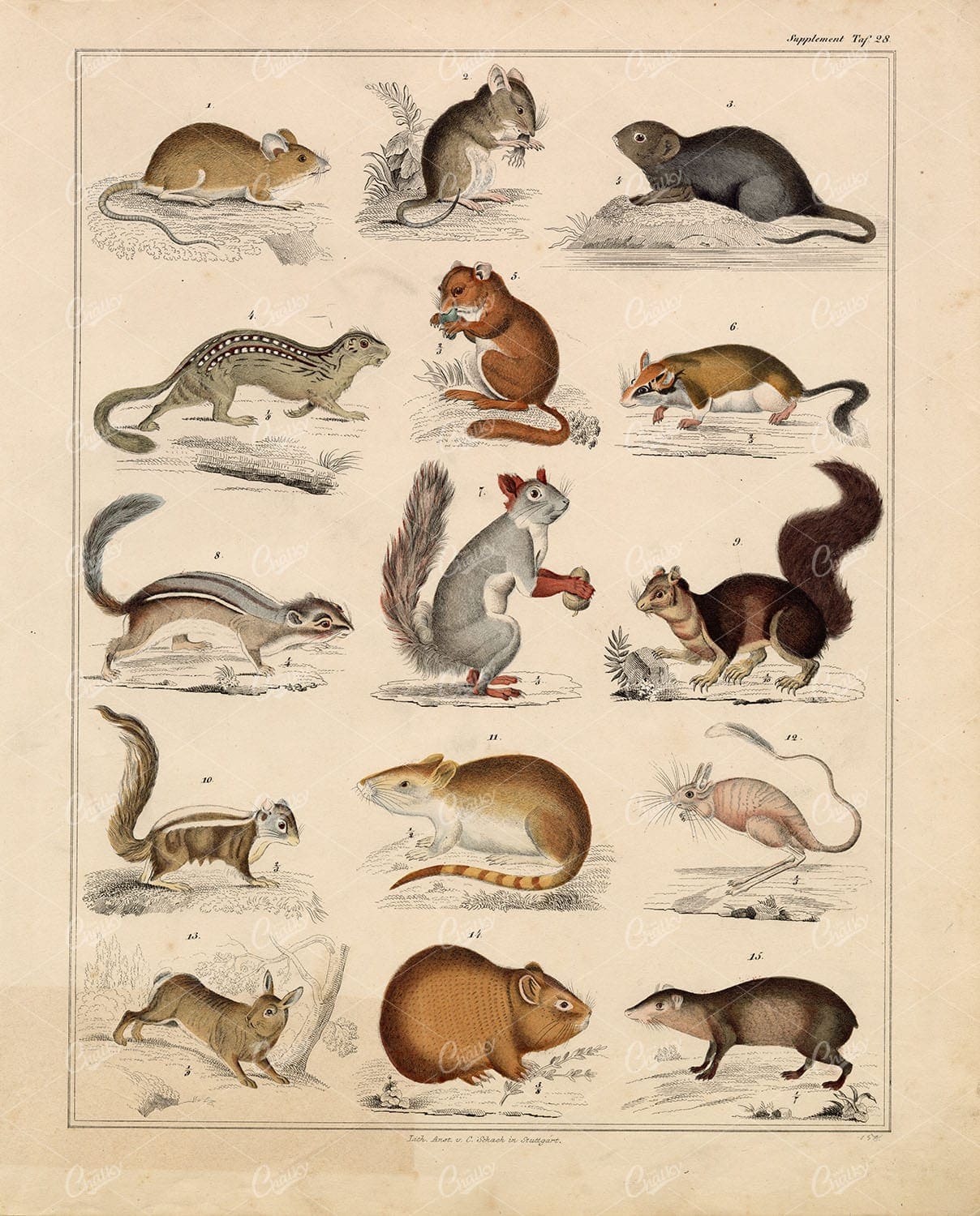 Rodents - Rat, Mountain Hare, Mouse, Red Squirrel - Antique Artwork
