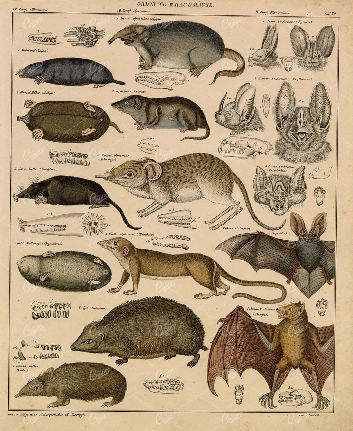 Walrus and Mustelid Study Plate with Skeletal Anatomy – German