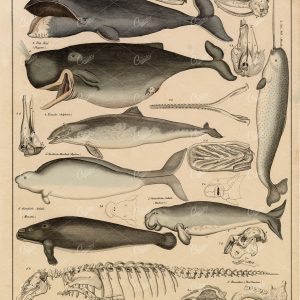 WHALES - Manatee, Bowhead, Dugong, Dolphin, Sperm Whale - 1836 Art