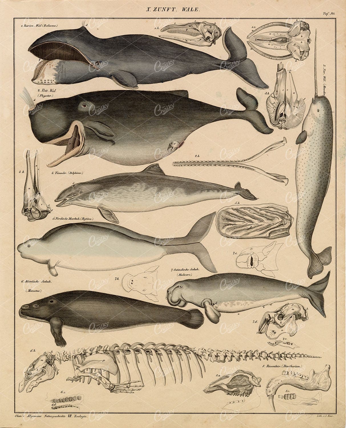 Whales - Manatee, Bowhead, Dugong, Dolphin, Sperm Whale - 1836 Art