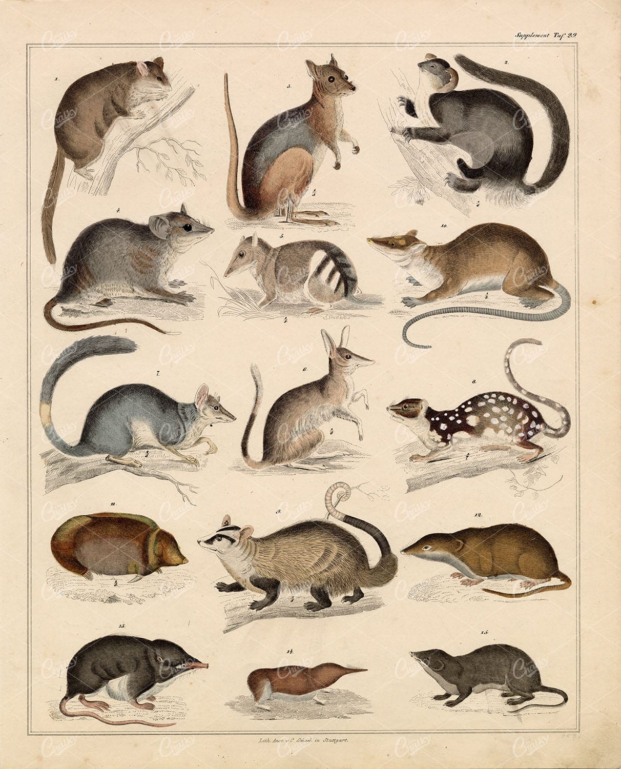 Animals - Tiger Quoll, Macropus, Greater Bilby - Antique 1830's Illustration