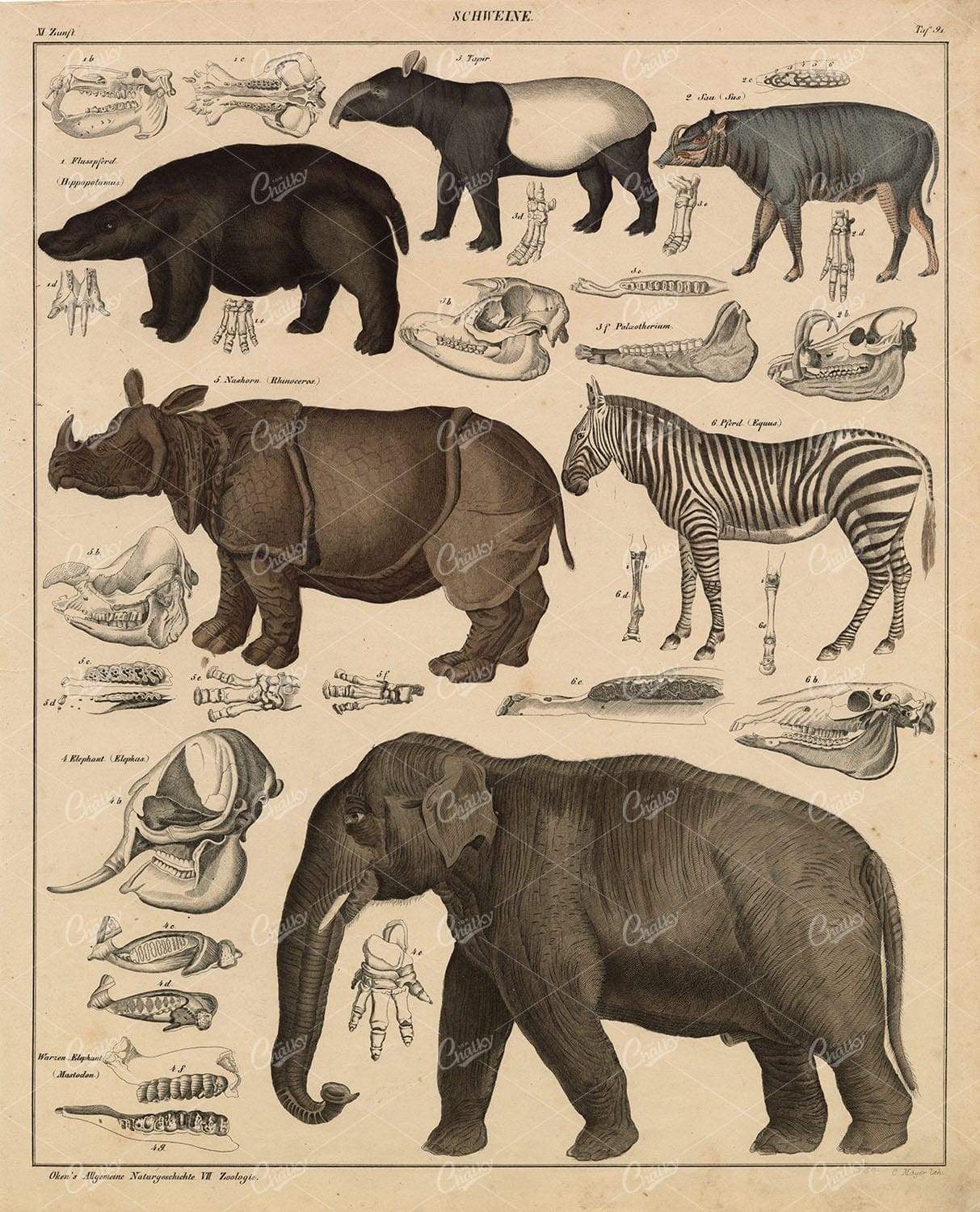 Mammals - Tapir, Rhinoceros, Elephant, Hippopotamus, Zebra - Antique Artwork