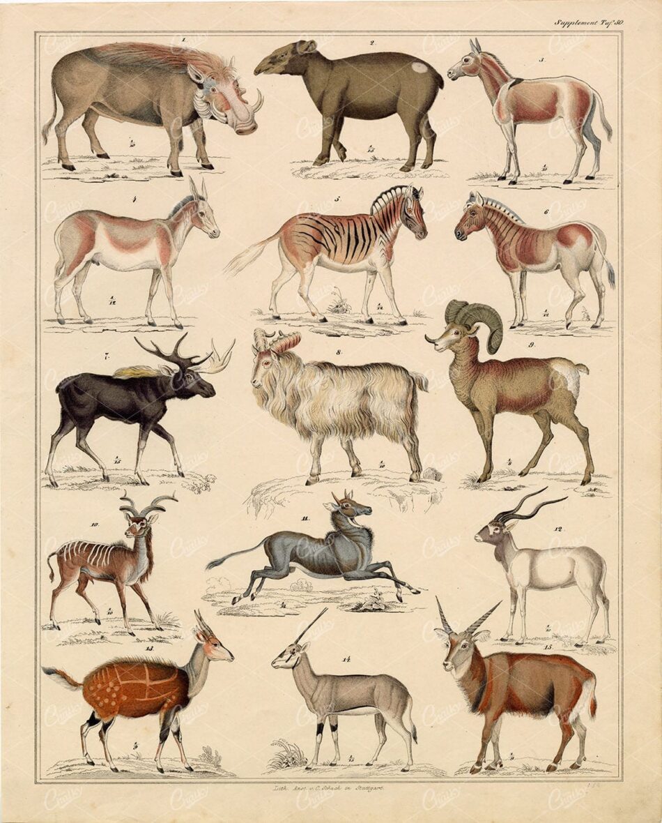 MAMMALS - Plains Zebra, Warthog, Antilope, Moose - Antique Illustrations