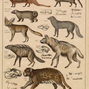 ANTIQUE Illustrations - Jaguar, Hyaena, Bat-eared Fox, Aardwolf, Viverra