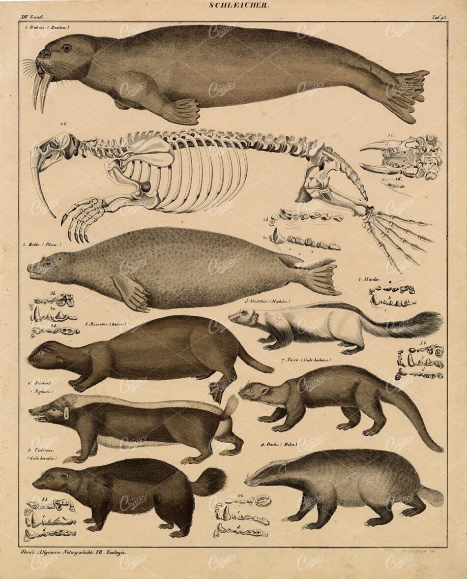 Walrus and Mustelid Study Plate with Skeletal Anatomy – German