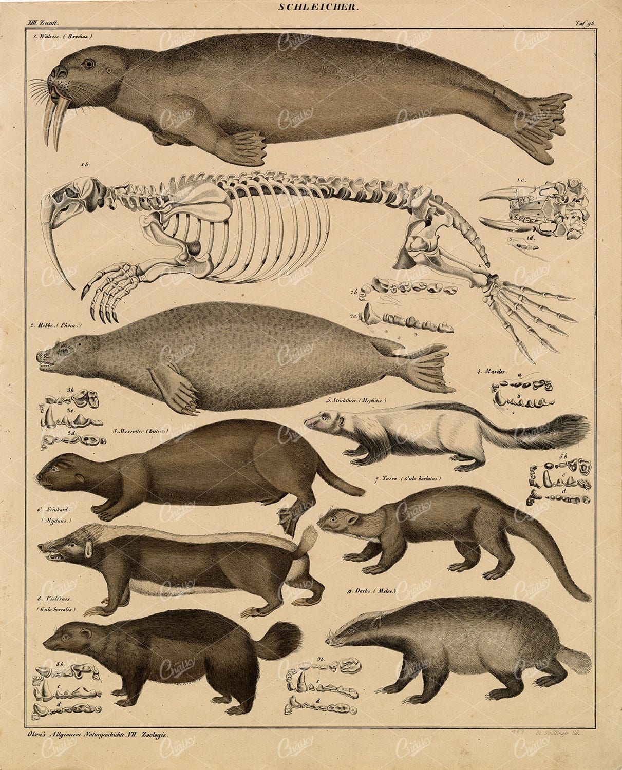 Mammals - Walrus, Seal, Badger, Skunk, Wolverine - Antique Artwork