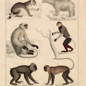 ANTIQUE Print - Lynx, Gray Langur, Mandrill, Polar Bear - Antique Artwork