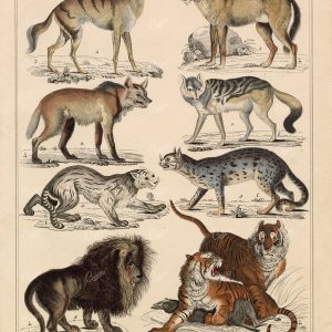 ANTIQUE Artwork - African Wolf, Tiger, Lion - Vintage Illustrations