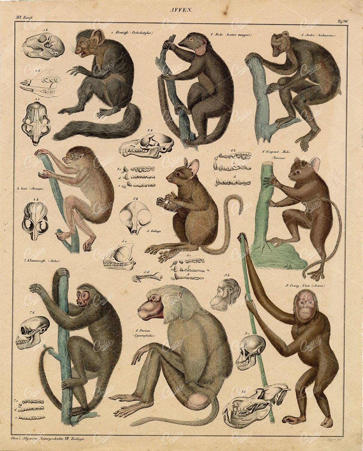 Monkeys - Orangutan, Klammeraffe, Lemur, Tarsier - Antique Artwork