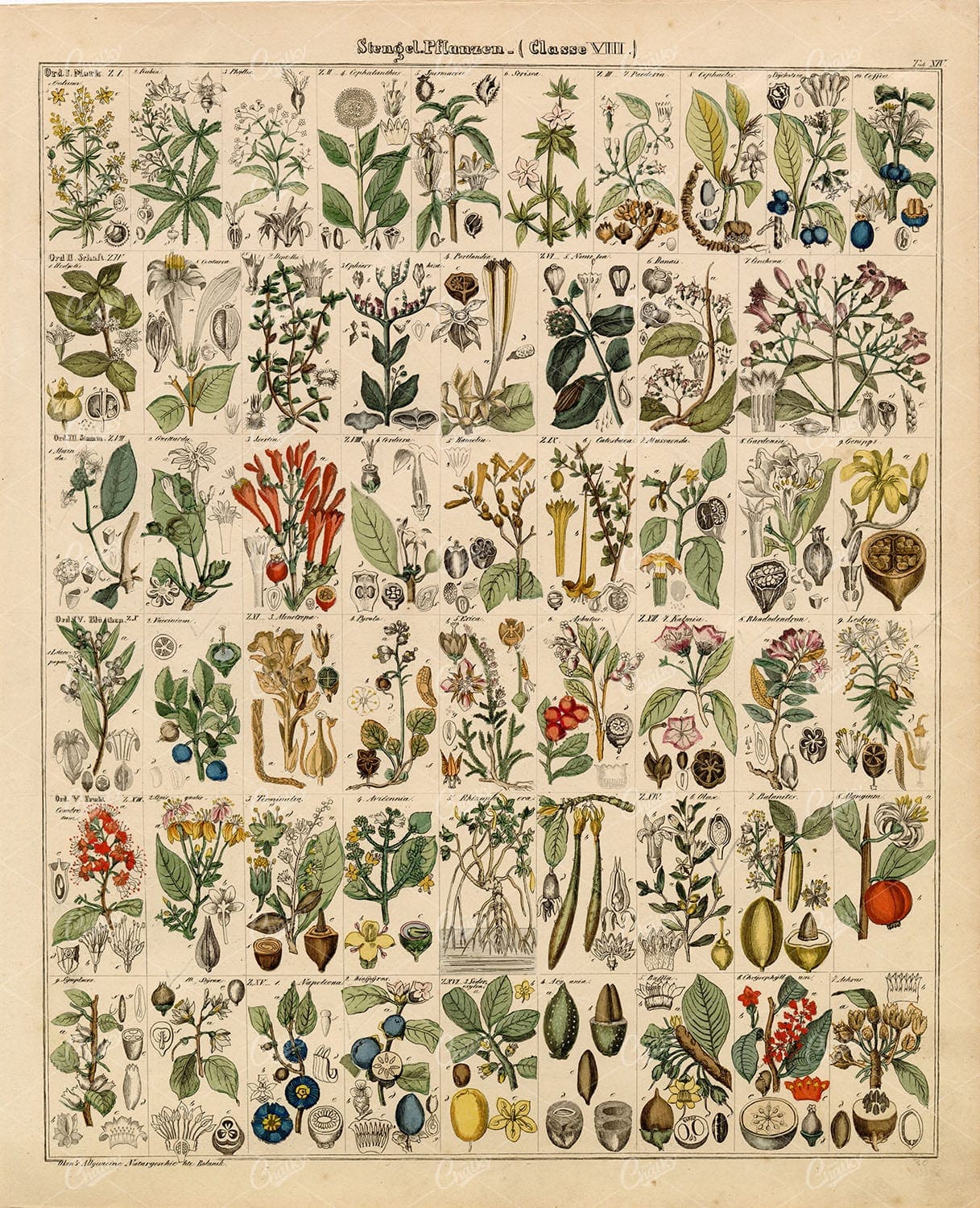 BOTANICAL - Variety of Plant Species - Antique Artwork 1836