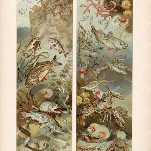 MARINE Animals - Lobster, Flounder, Crab, Trout, Eel - Antique Print