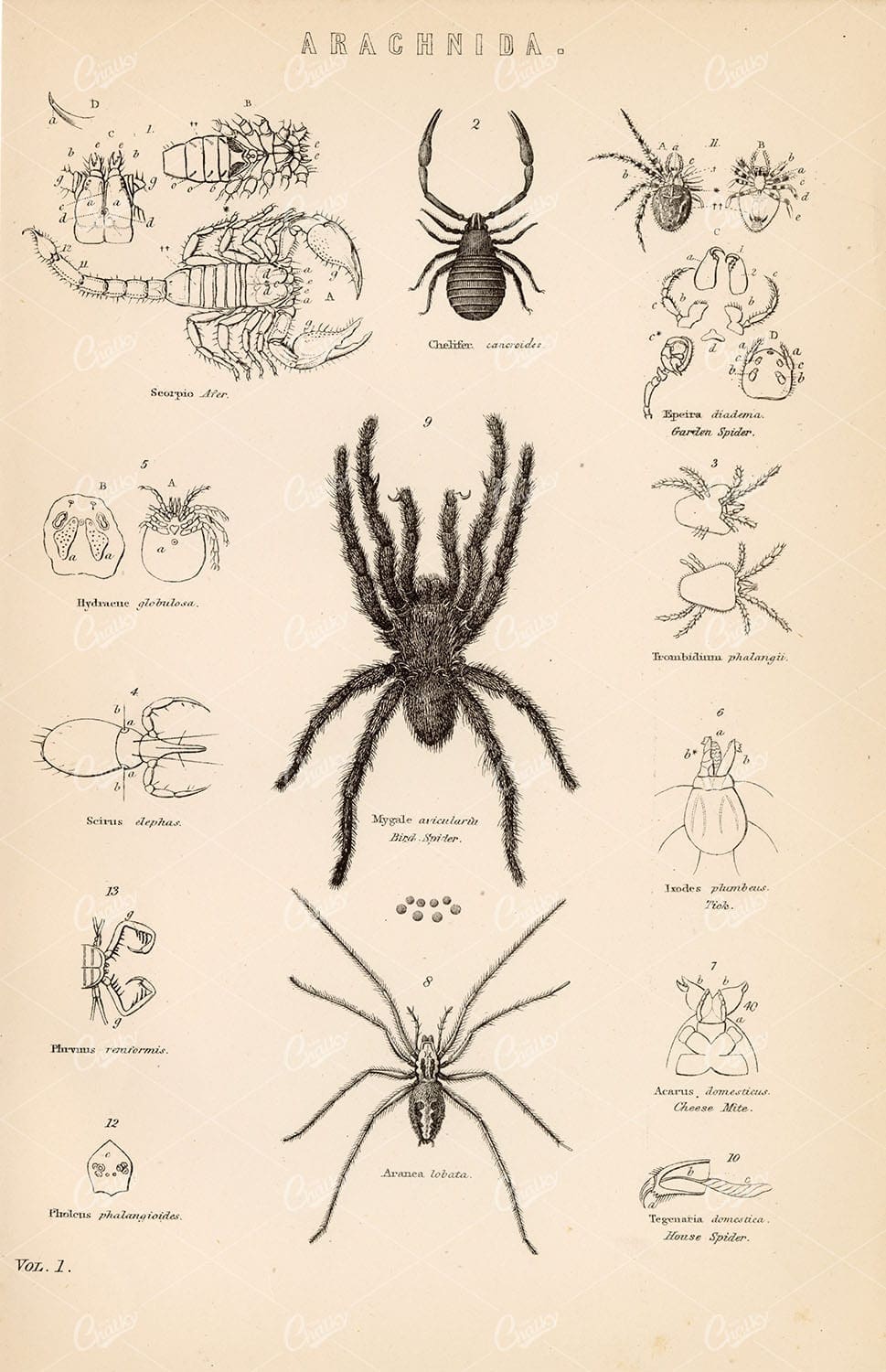 ARACHNIDA Various Arthropods. Bird Spider, Scorpio. 1880 Print