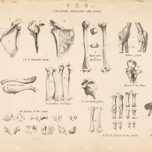 ANATOMY Bones of the Arm, Shoulder, and Hand. Antique 1880's Illustration