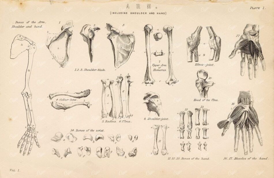 ANATOMY Bones of the Arm, Shoulder, and Hand. Antique 1880's Illustration