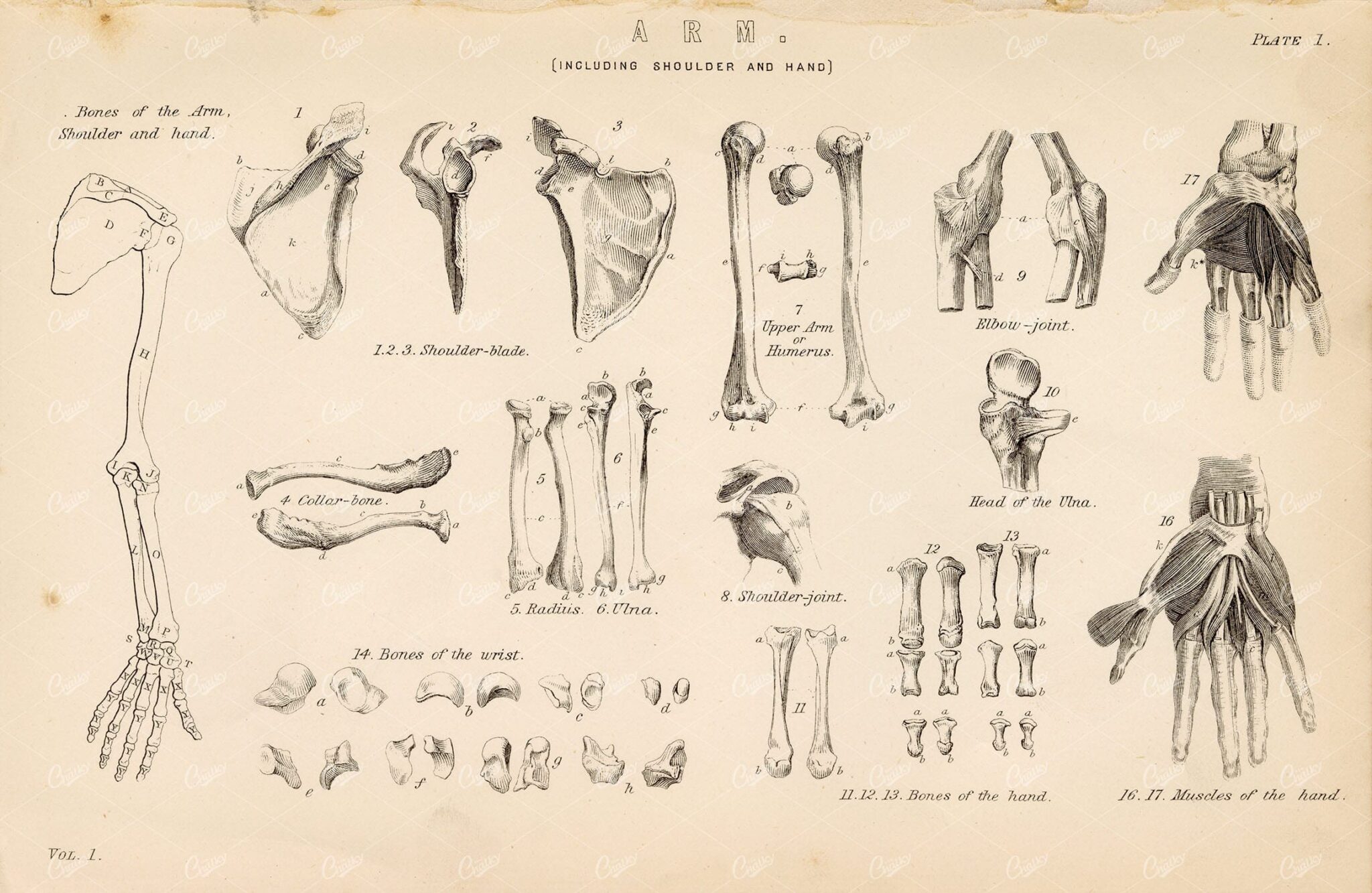 ANATOMY Bones of the Arm, Shoulder, and Hand. Antique 1880's Illustration