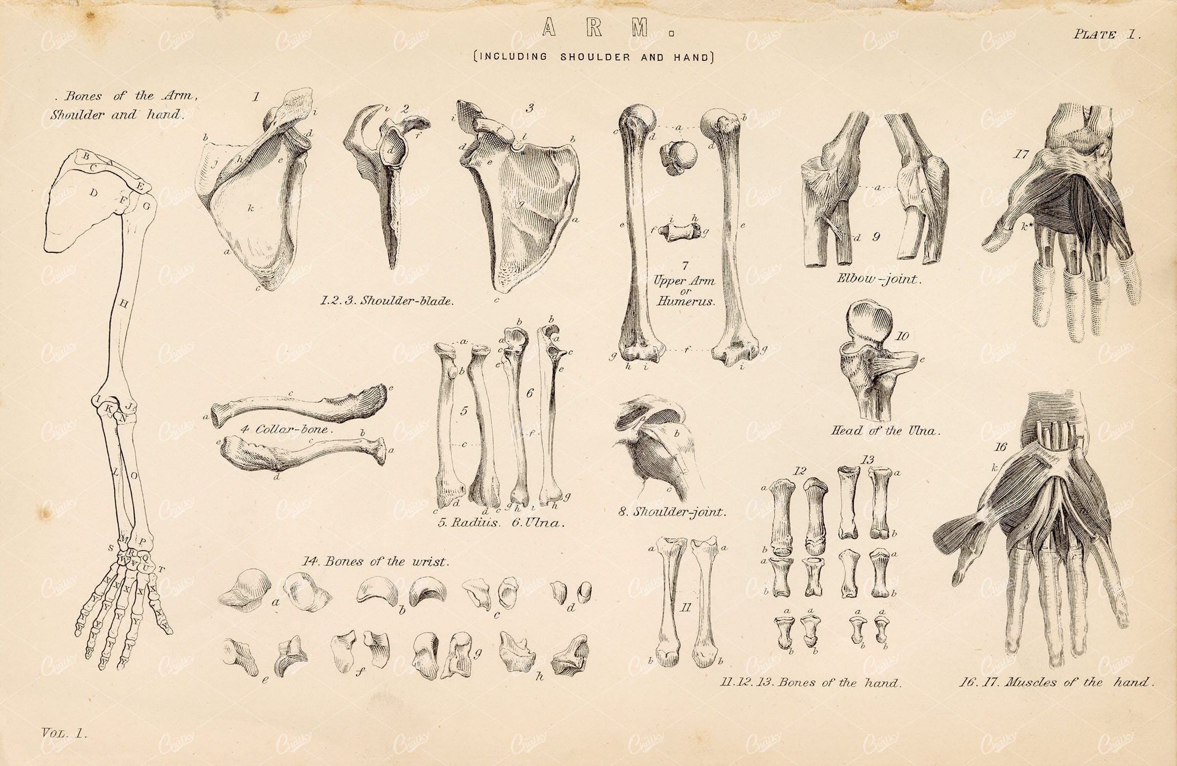 ANATOMY Bones of the Arm, Shoulder, and Hand. Antique 1880's Illustration