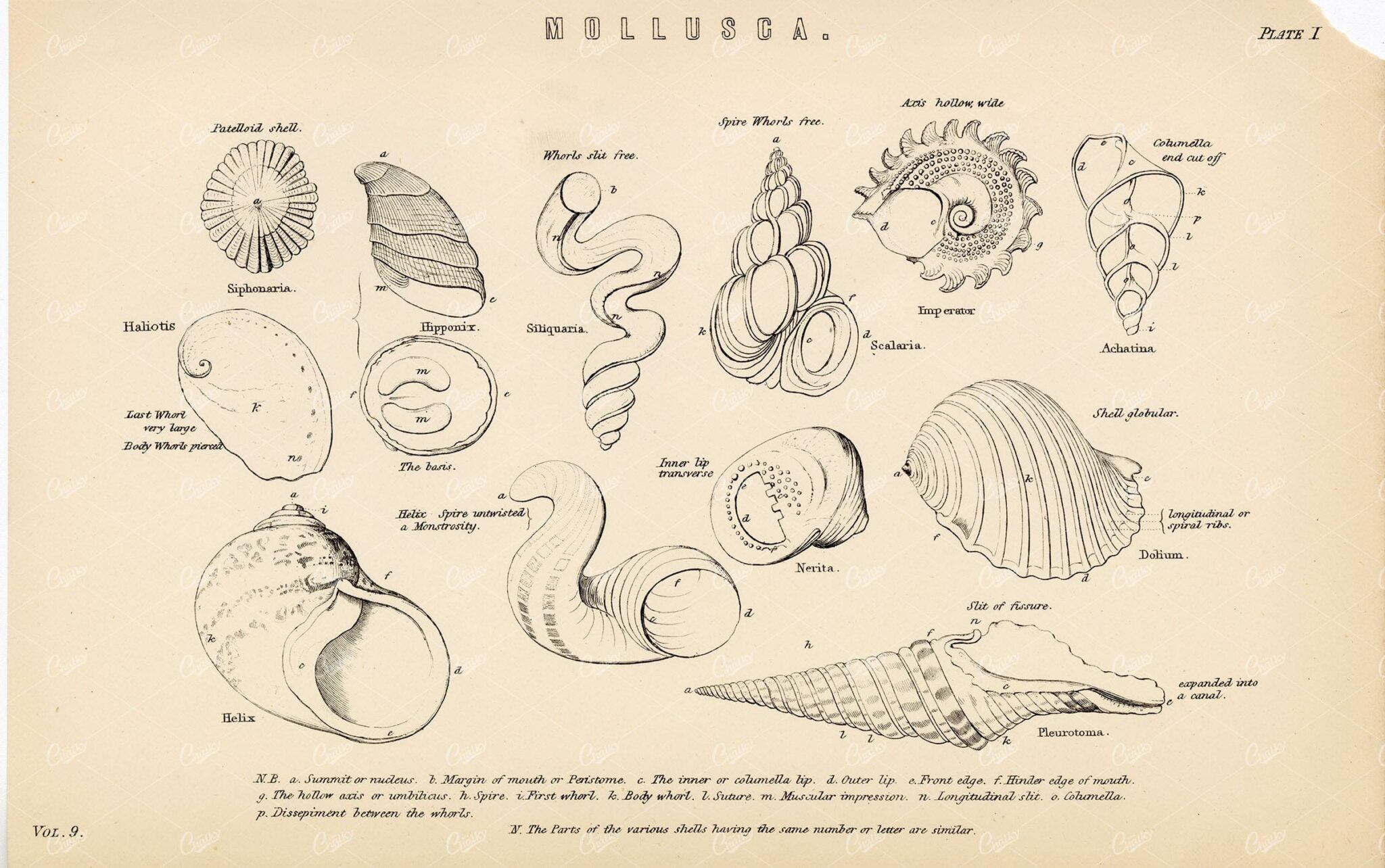 MOLLUSCA A Variety of Marine Shells, Antique 1880 Print