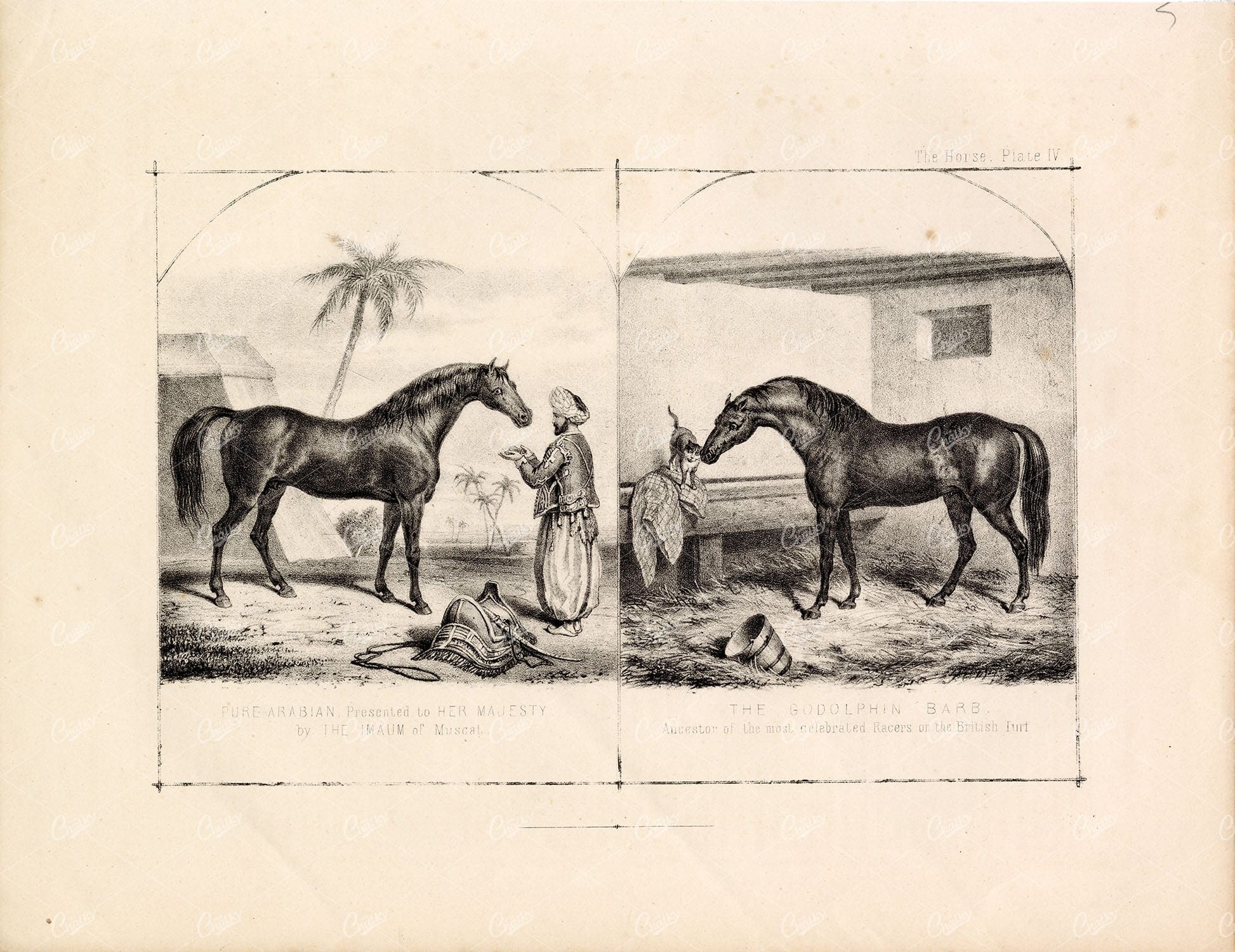 ANTIQUE Print Pure Arabian Horse Godolphin Barb Victorian Equine 1870
