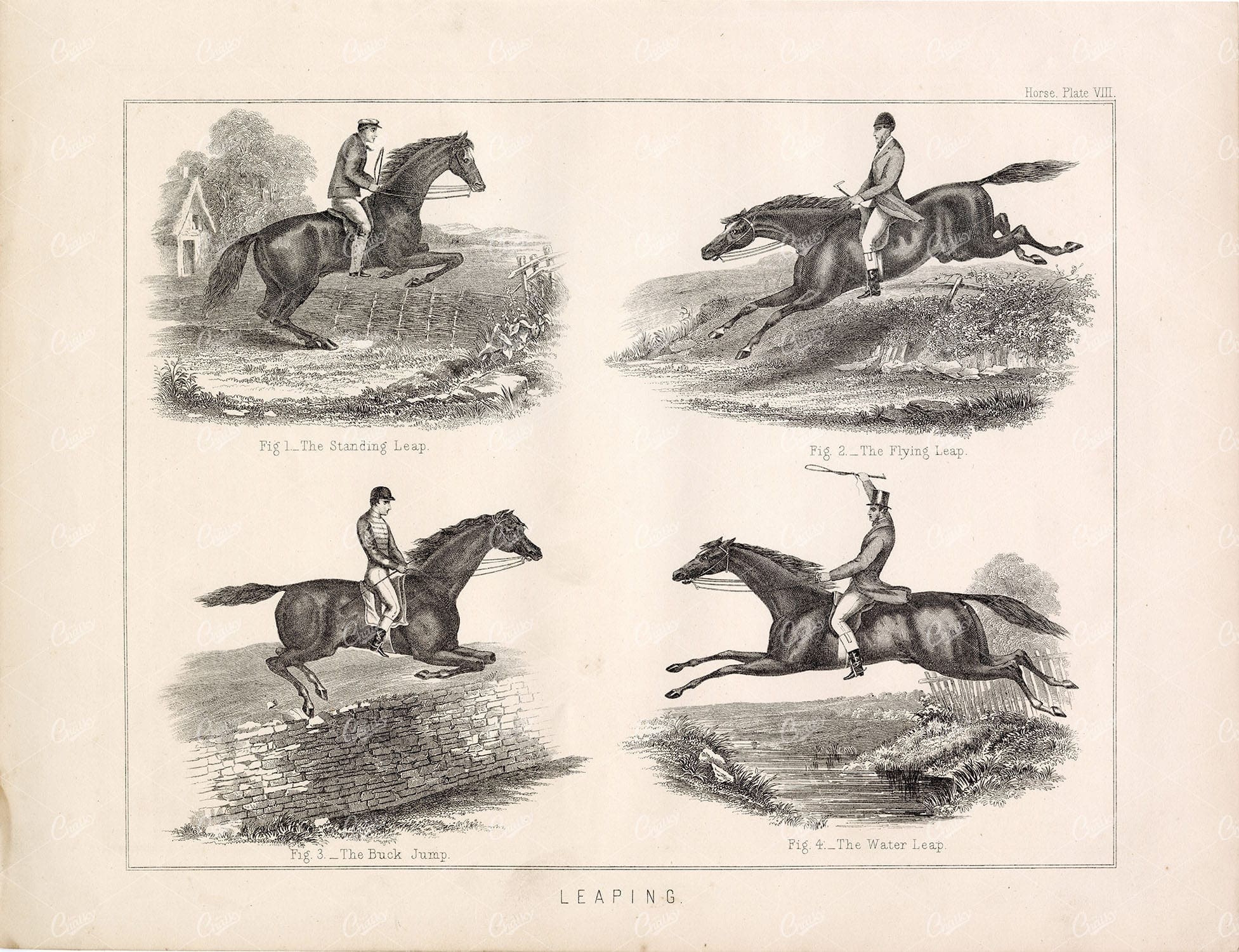 ANTIQUE Print Horse Riding Jumping Equestrian Victorian Equine 1890