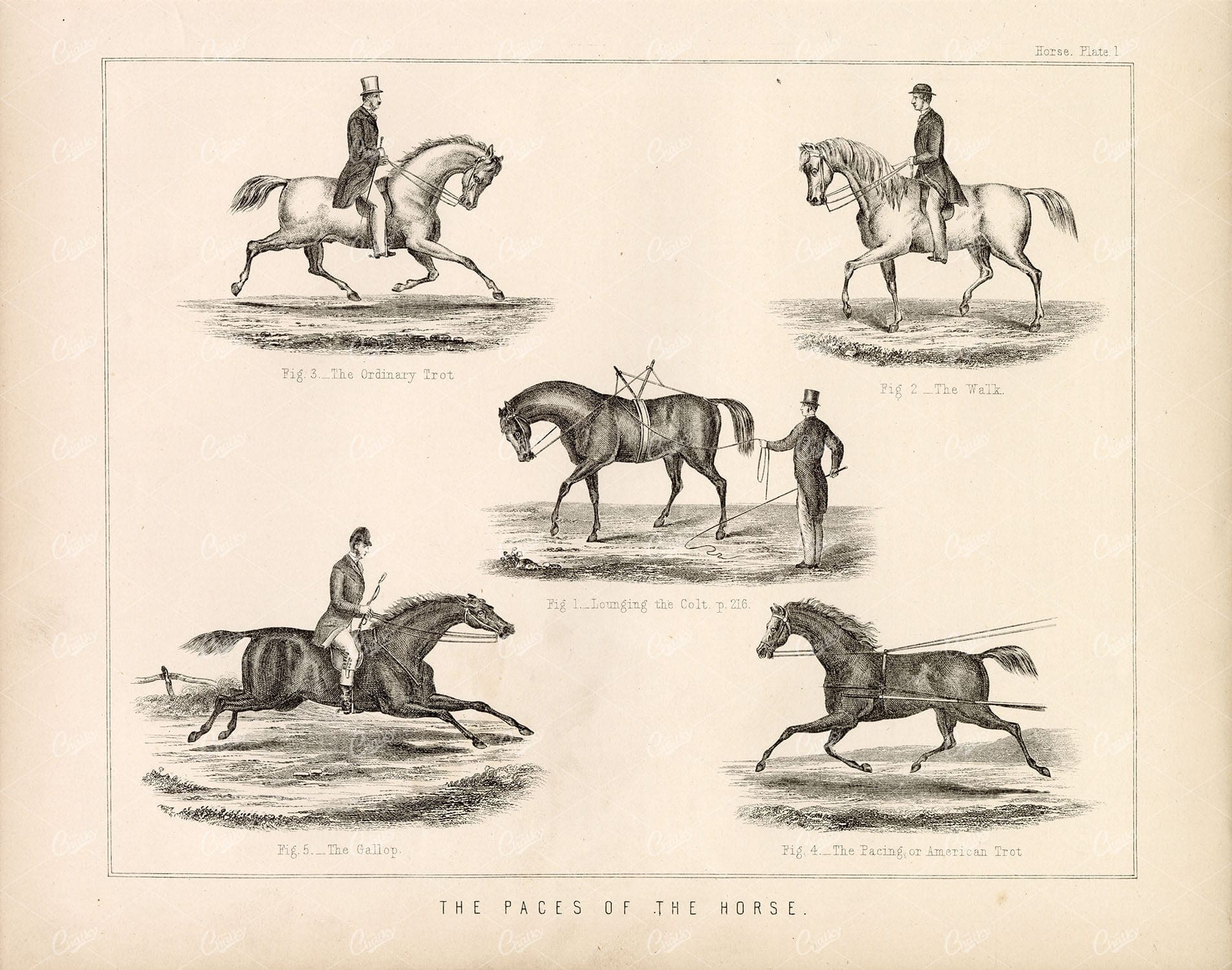 ANTIQUE Print Horse Paces Riding Equestrian Victorian Equine 1899