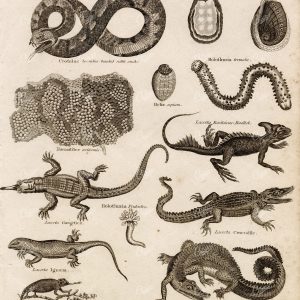 REPTILES - Rare Vintage Natural History Print from REES CYCLOPAEDIA 1800s