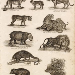 MAMMALS (Mammalia) Vintage Print from Abraham REES (Tiger, Lion, Leopard)
