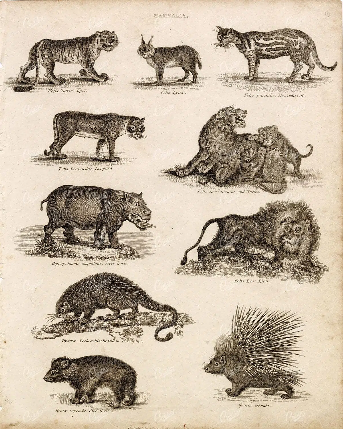 Hippopotamus and Arabian Camel – Natural History Engraving Plate