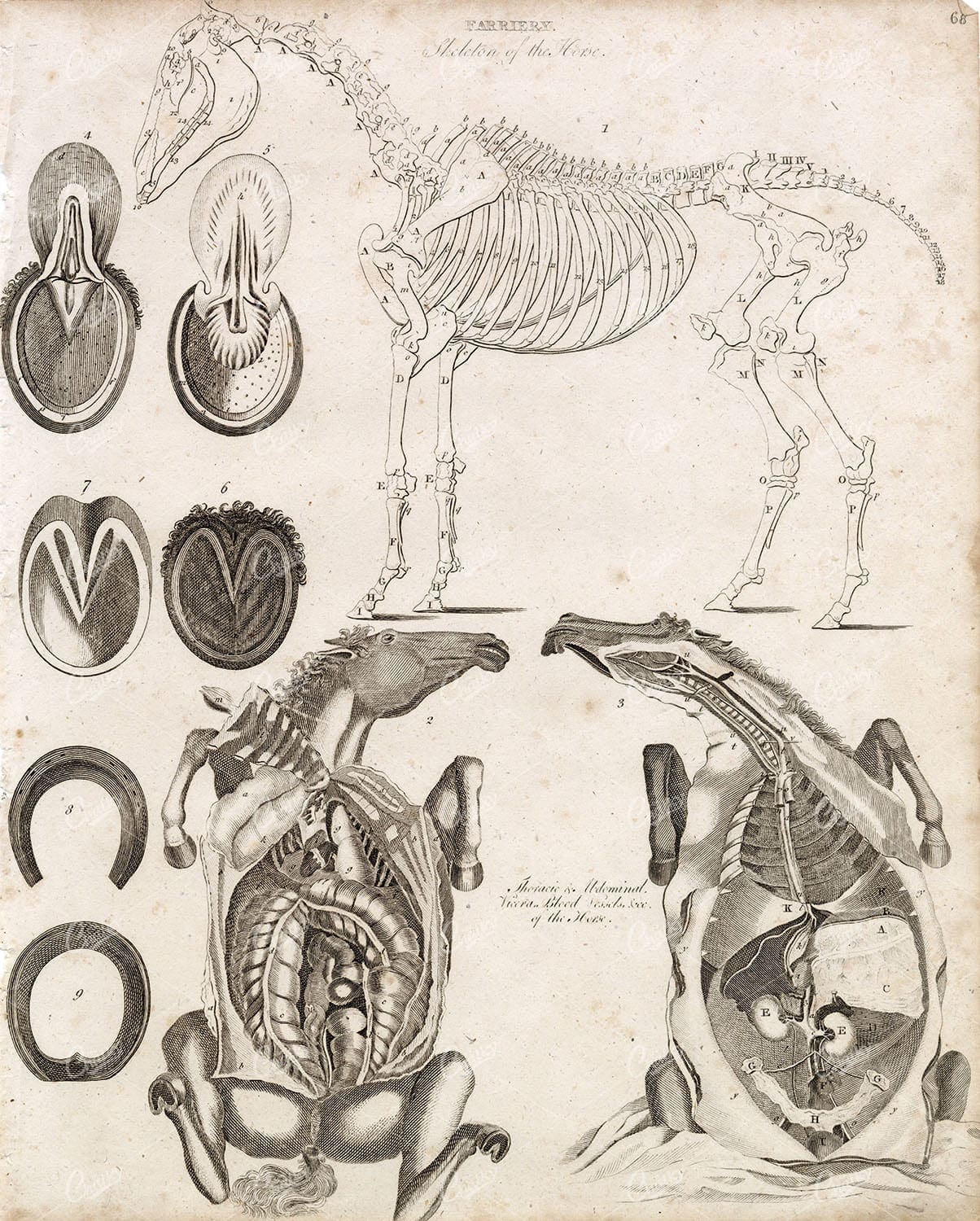 FARRIERY - Anatomy / Skeleton of the Horse - RARE Print by Abraham Rees