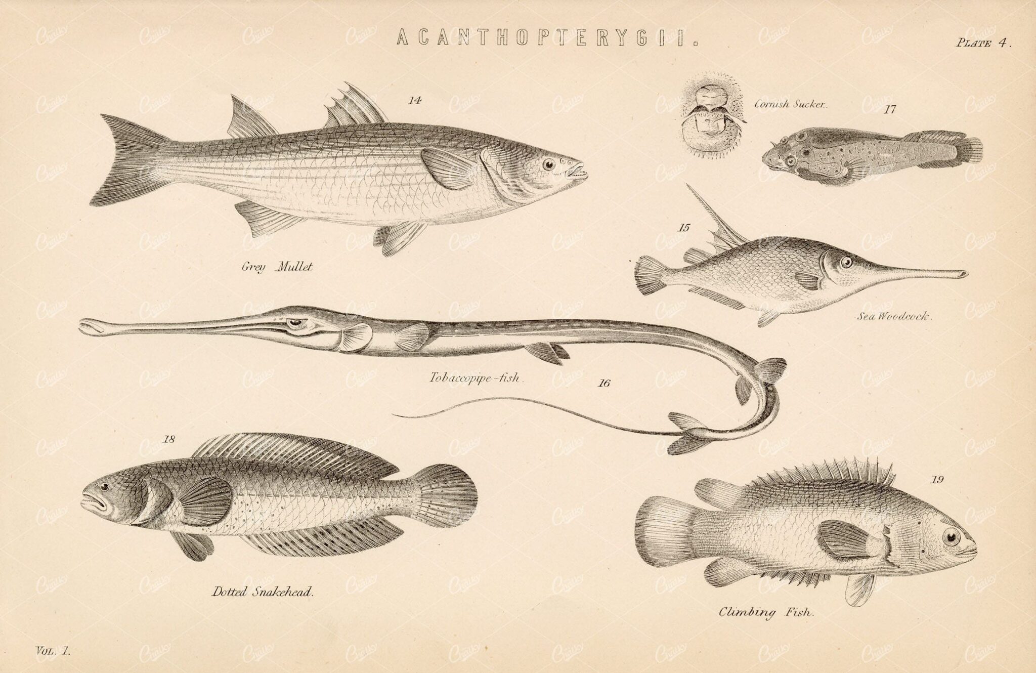 FISHES Various Acanthopterygii Species - Mullet, Cornish Sucker