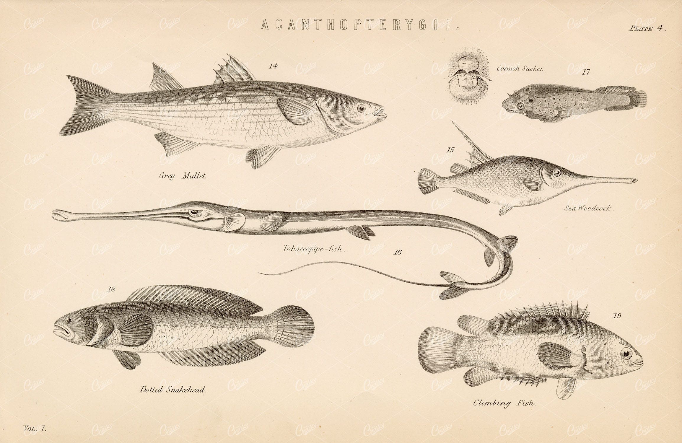 FISHES Various Acanthopterygii Species - Mullet, Cornish Sucker