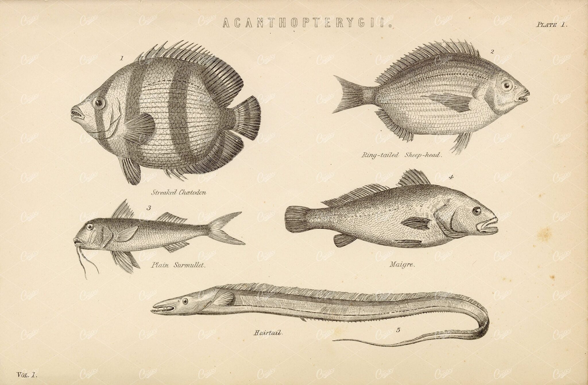 FISH Various Acanthopterygii Species - Sheep-Head, Maigre, Hairtail