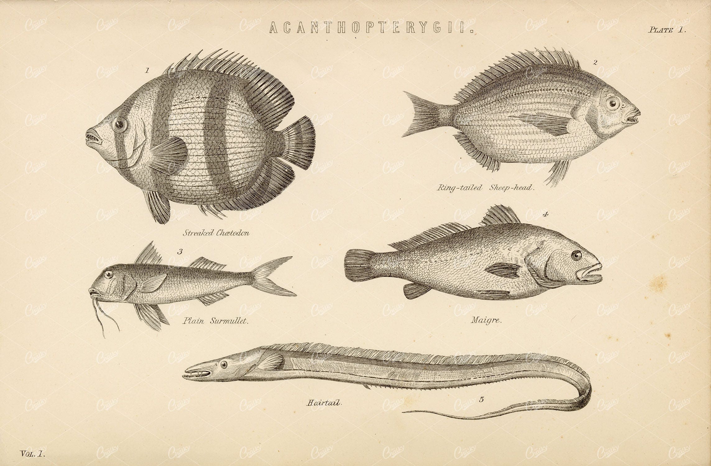 FISH Various Acanthopterygii Species - Sheep-Head, Maigre, Hairtail