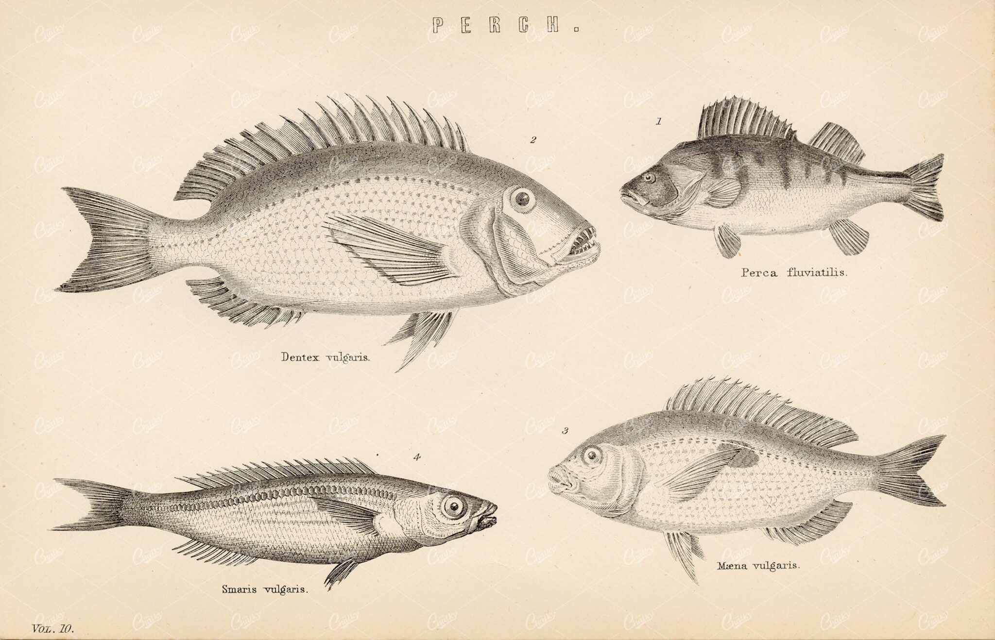 FISH Various Perch Species - Dentex, Smaris, Maena. 1880's Illustration