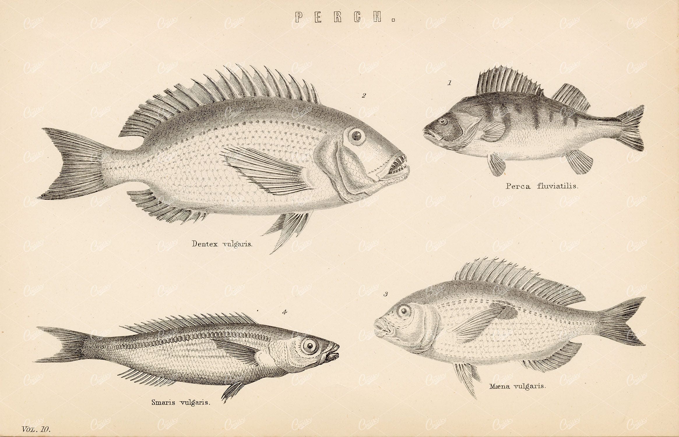 FISH Various Perch Species - Dentex, Smaris, Maena. 1880's Illustration