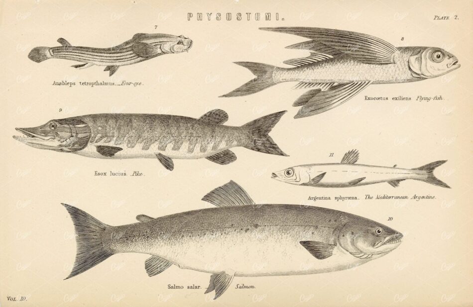 FISH Physostomi Species - Pike, Salmon, Flying Fish, etc. 1880's Artwork