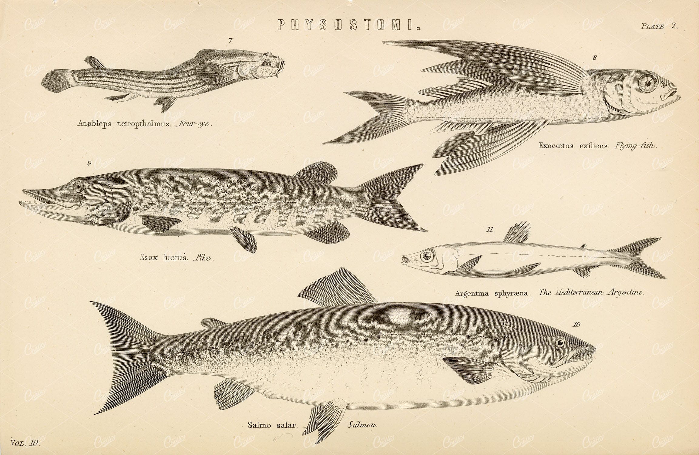 FISH Physostomi Species - Pike, Salmon, Flying Fish, etc. 1880's Artwork