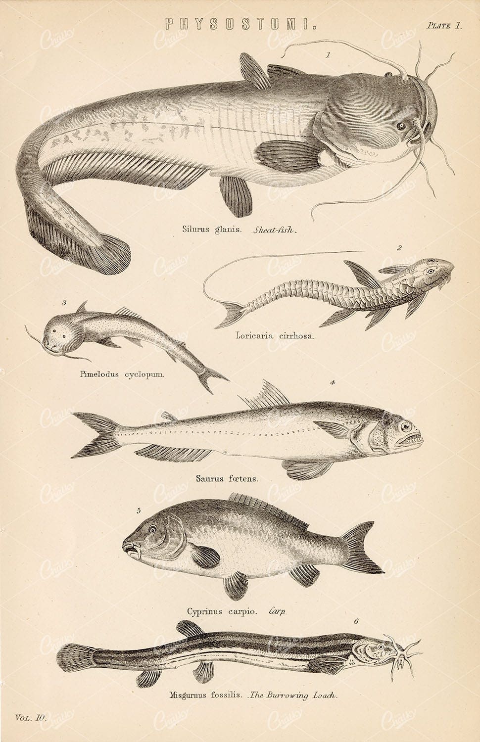 FISH Physostomi Species - Sheat-Fish, Cart, Loach, etc. 1880's Artwork