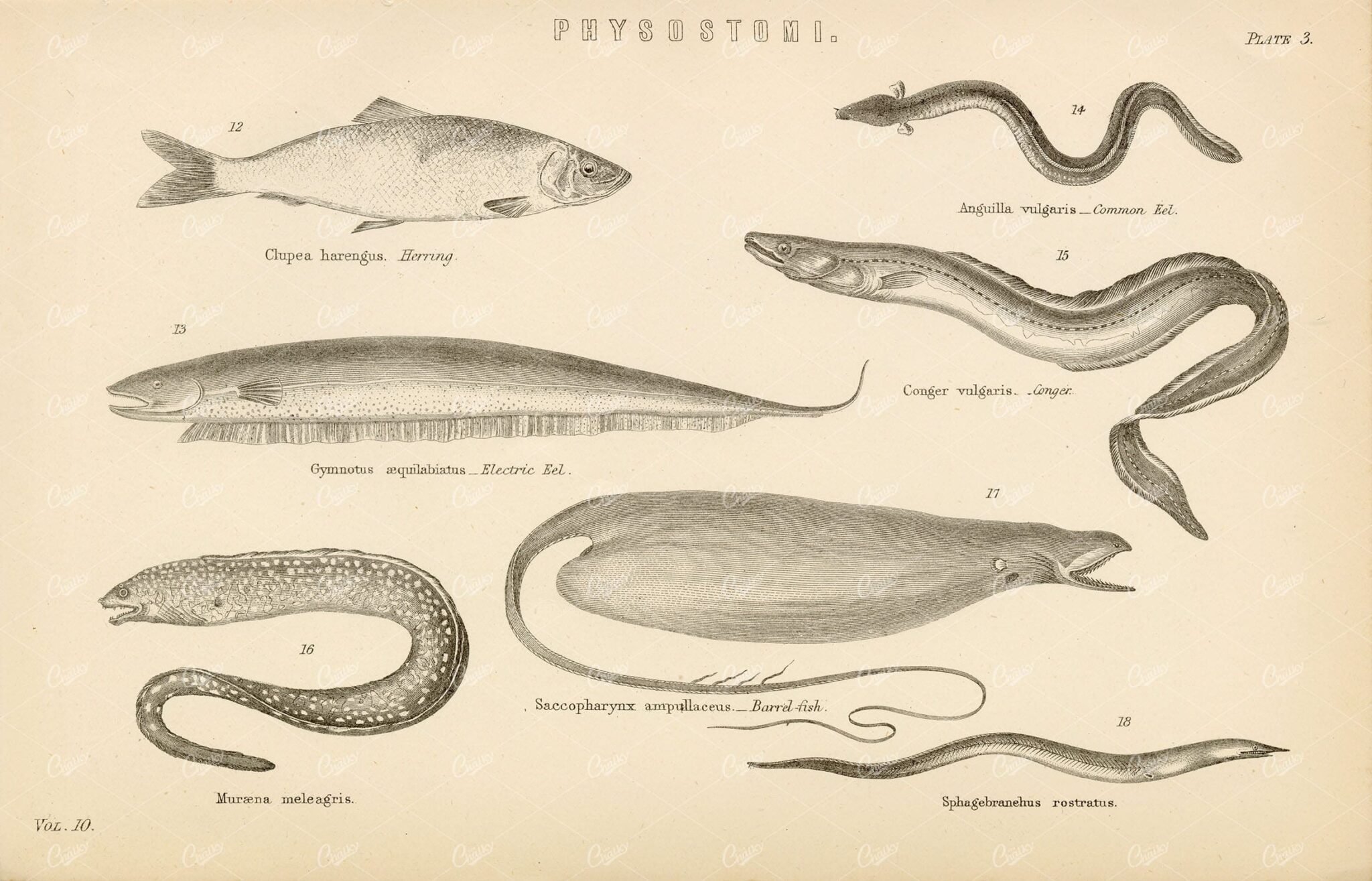 FISHES Physostomi Species - Herring, Electric Eel. 1880's Artwork