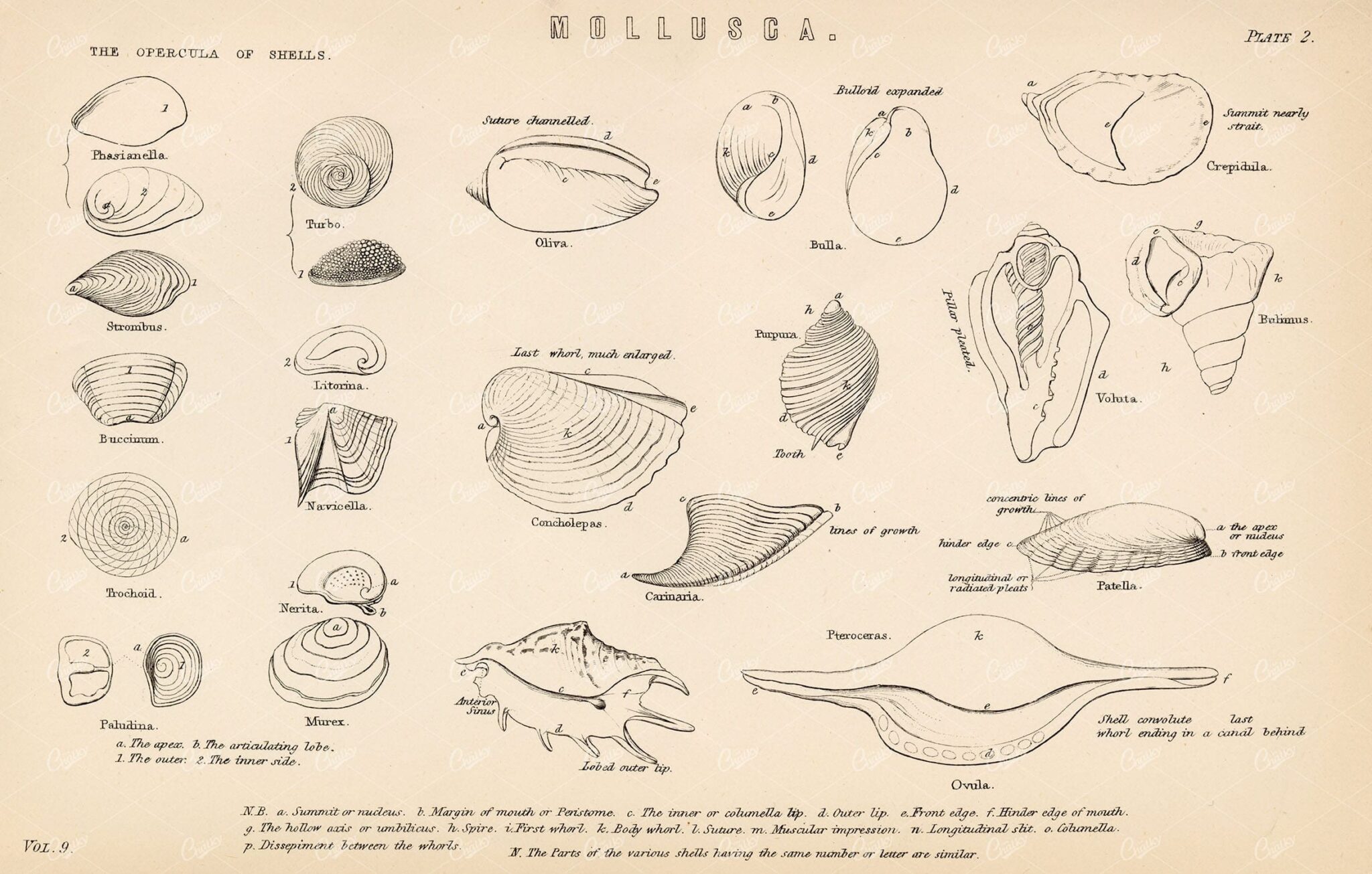 MOLLUSCA The Opercula of Shells. Antique Marine Print 1880
