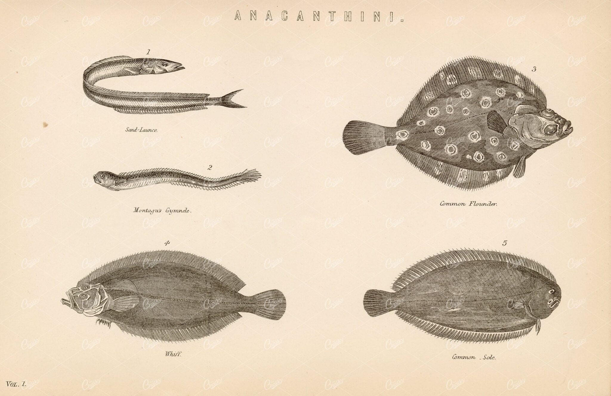 ANACANTHINI Fish Species Founder, Sole, Whiff, etc. 1880's Artwork