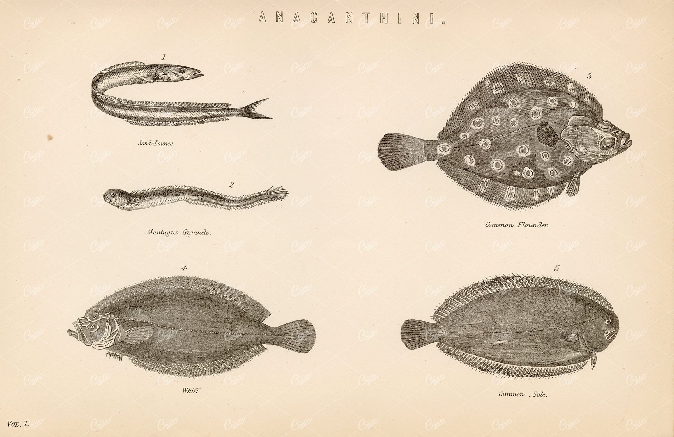 ANACANTHINI Fish Species Founder, Sole, Whiff, etc. 1880's Artwork