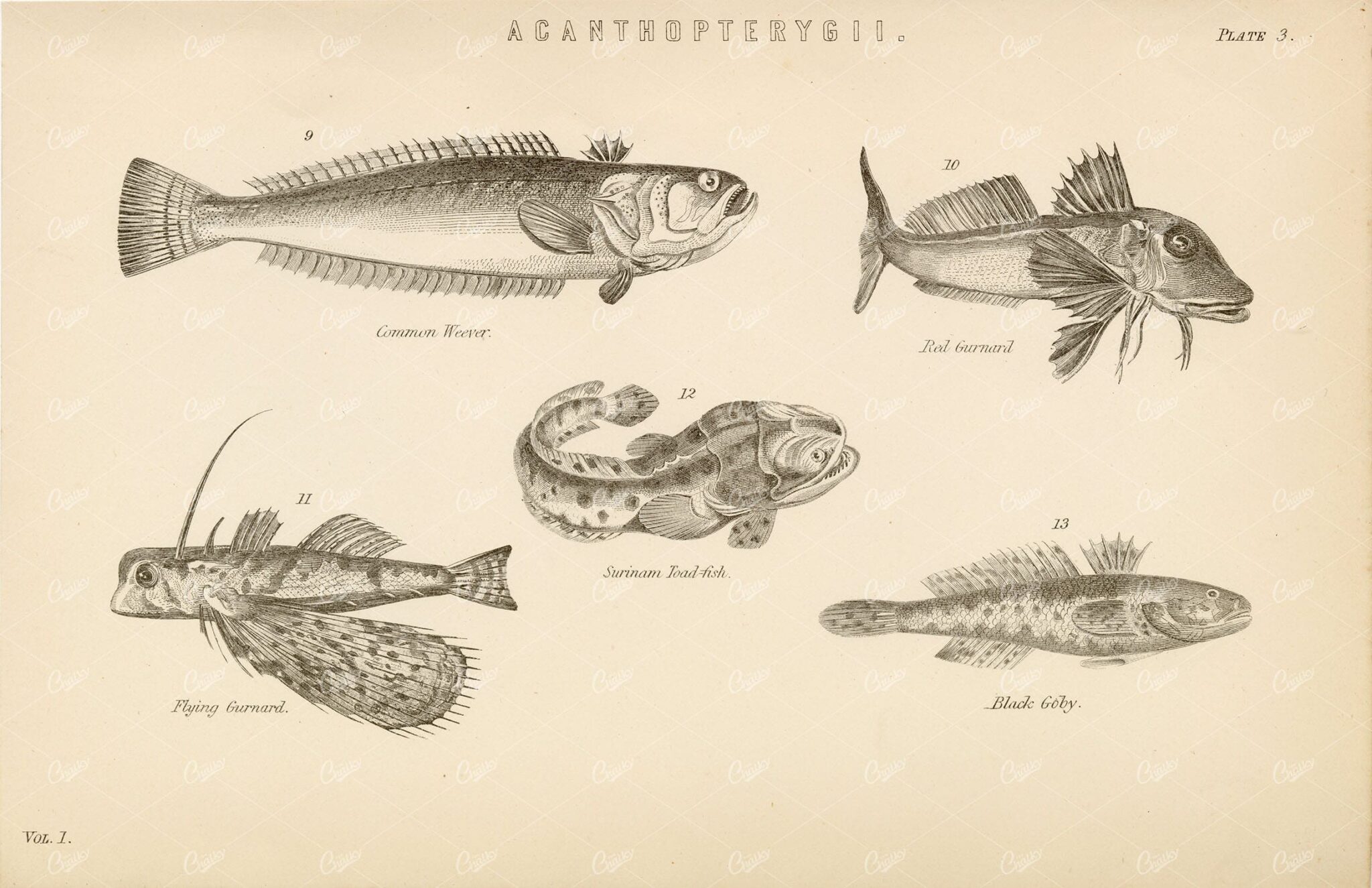 FISHES Acanthopterygii - Weever, Toad-Fish, Gurnard, Goby. 1880's Artwork