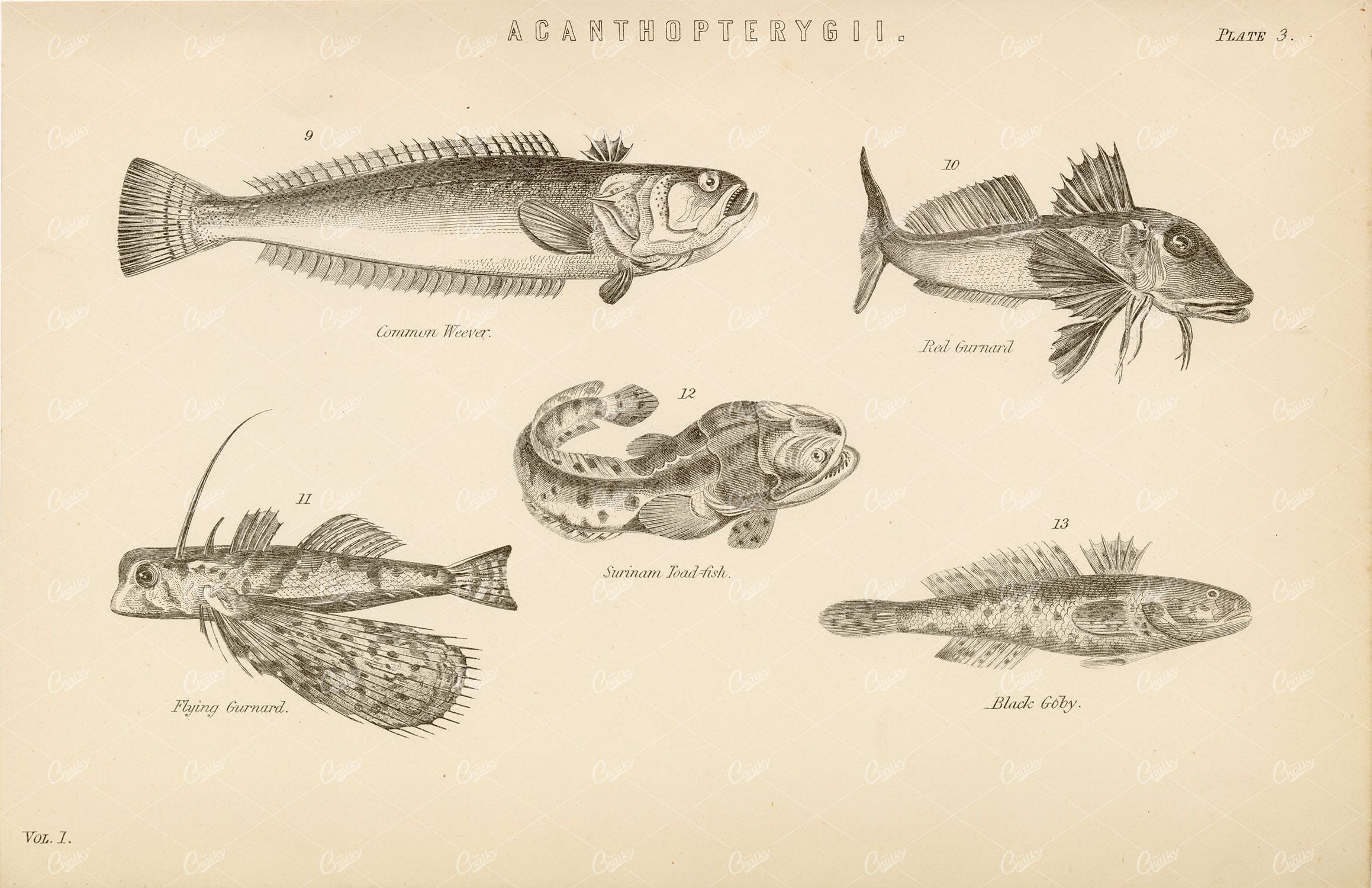 FISHES Acanthopterygii - Weever, Toad-Fish, Gurnard, Goby. 1880's Artwork
