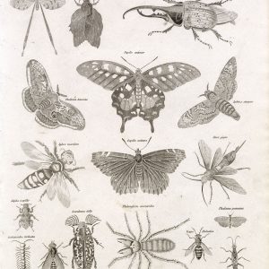 ENTOMOLOGY - Antique Insects Print - Abraham REES Encyclopaedia