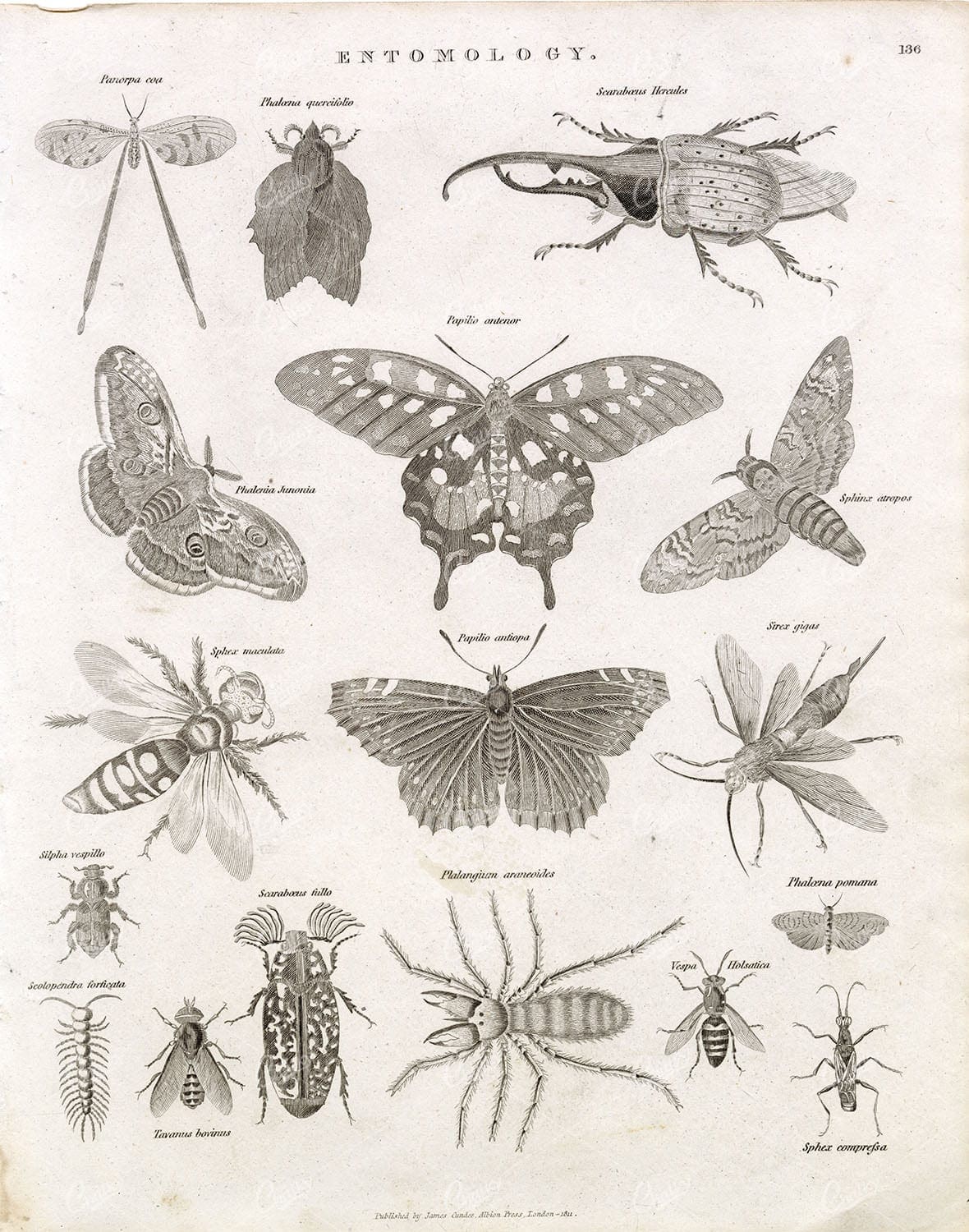 ENTOMOLOGY - Antique Insects Print - Abraham REES Encyclopaedia