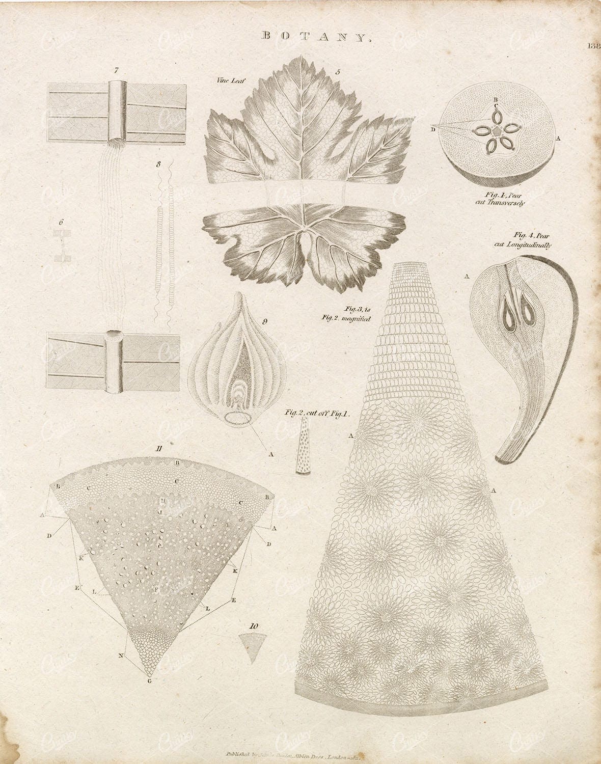 ANTIQUE Botany Print - Science - Abraham REES 1800s