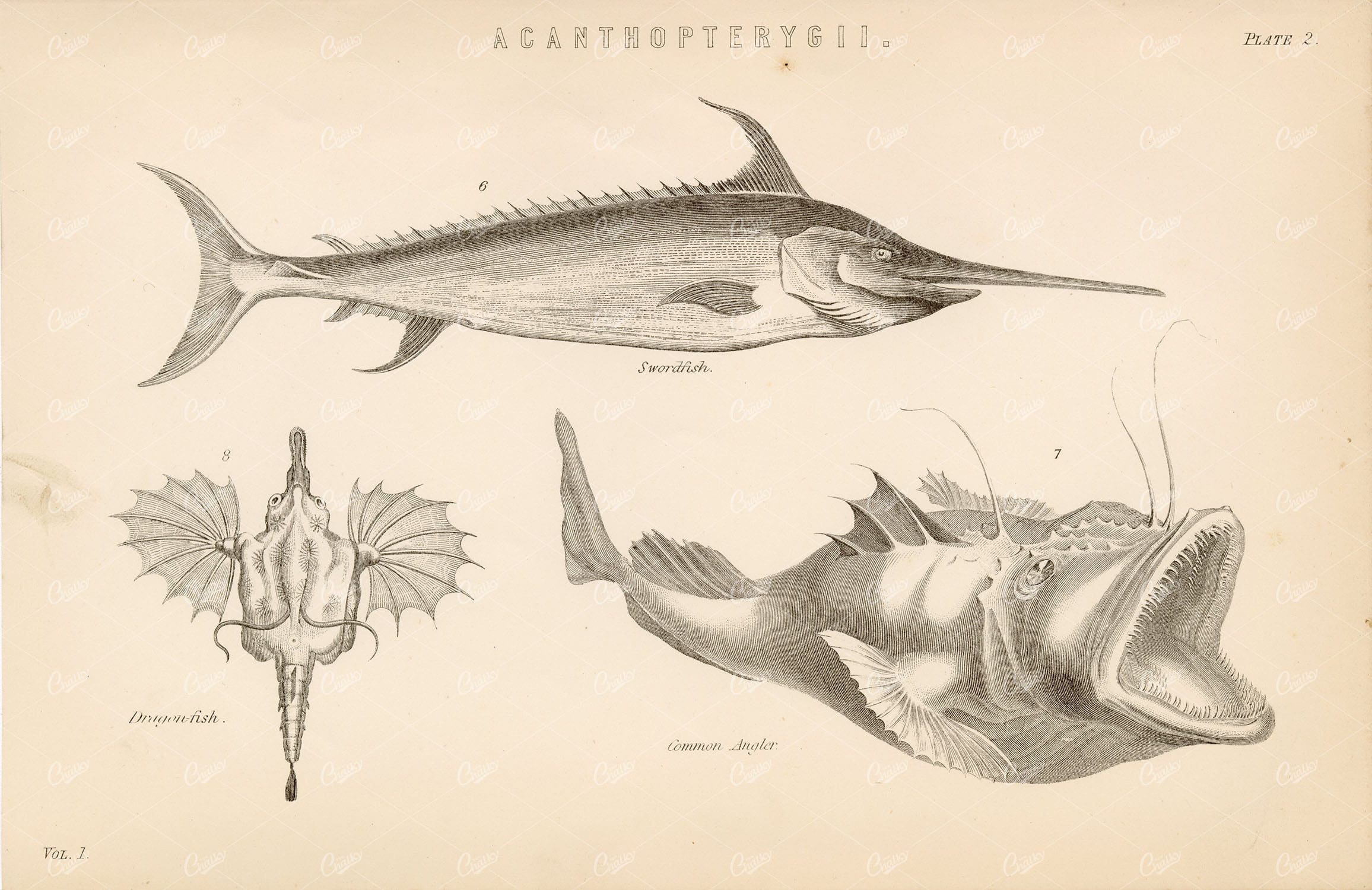 FISHES Acanthopterygii - Swordfish, Dragon-Fish, Angler. Antique Artwork
