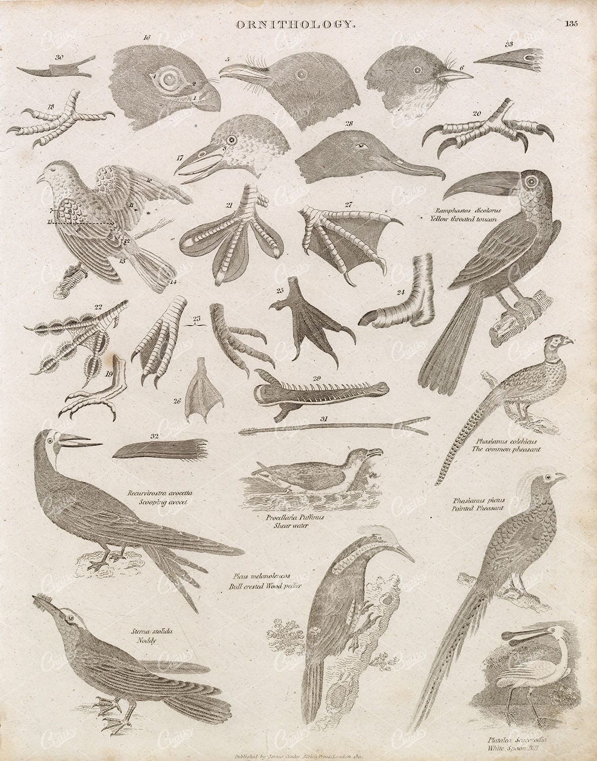 ORNITHOLOGY Antique Birds Print - Abraham REES Cyclopaedia Plate