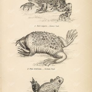 AMPHIBIANS Toads - Common, Surinam, Fire-Bellied. Antique 1880's Artwork